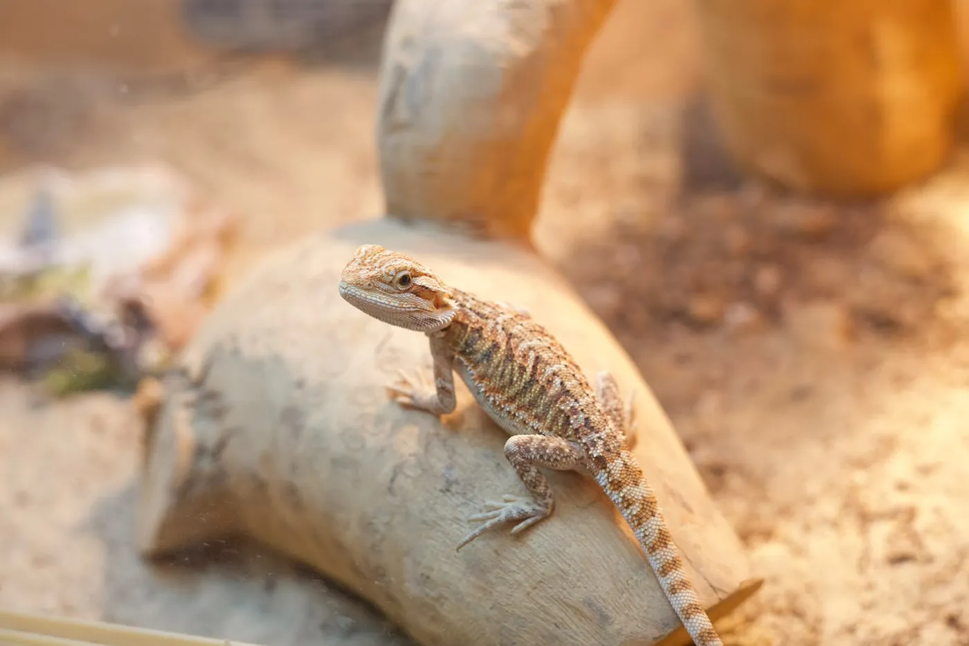 A bearded dragon basking under a lamp