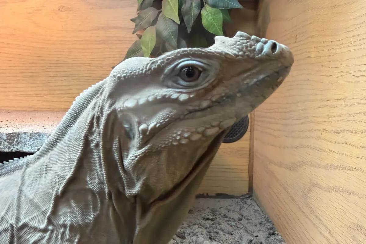 A rhinoceros iguana in its enclosure