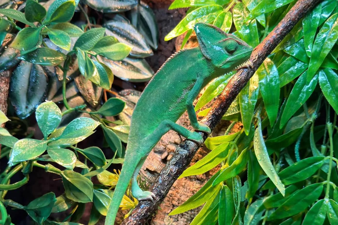 A veiled chameleon among misted leaves